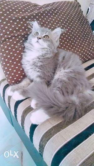 GRAY color Male cat for urgent sell genuine