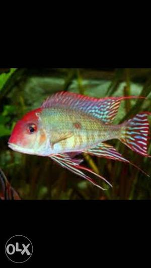 Geophagus red head tapojas 2.5", minimum buy