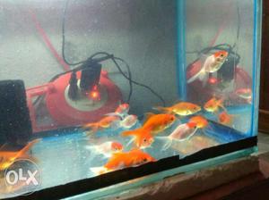 Gold Fish at low price.Normal goldfish 10rs&Red