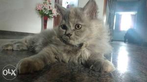 Gray Persian female cat two and half month's old.