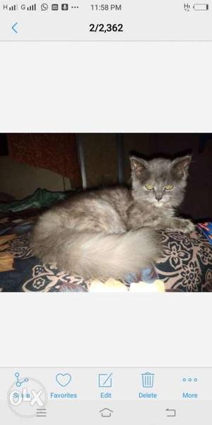 Grey persian cat female 3months