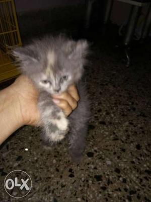 Grey persian couple for sell