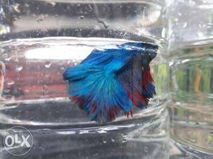 HM Dragon bettas available wholesale and retail