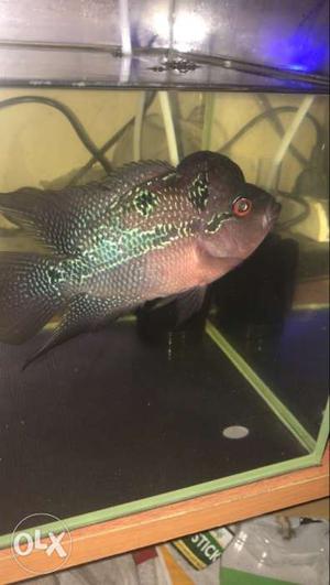 Healthy flowerhorn for sale. Intrested people