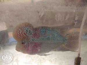 Hi this imported flowerhorn high breed type magma