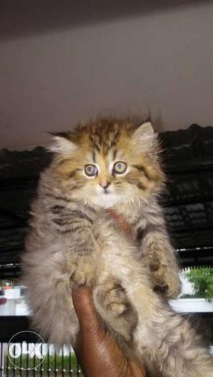 High quality persian kitten. long hair.female