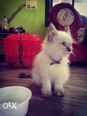 Himalayan female baby cat of 2 months...