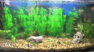 I want aquarium plants urgent requirement