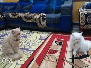 I want sale my Persian cat male female and one
