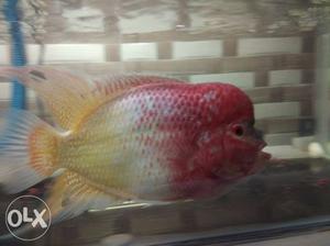 I want to sell my flowerhorn super red albino at