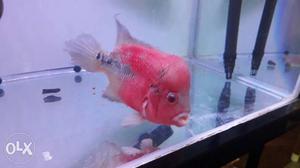 Ian selling my flowerhorn fish.who interested to