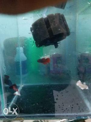 Imported Betta female 3 pic 90rs..TP stayaway