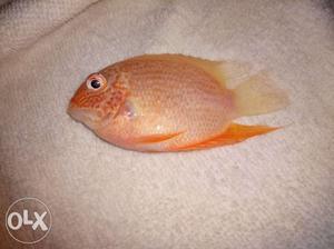 Imported Red spotted severam fish size 2.5 inches