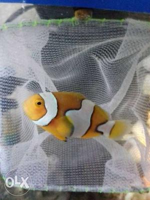 Imported True Percula Clown Fish