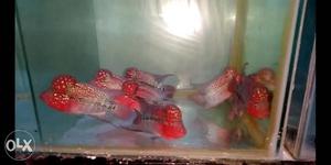 Imported chilli red flowerhorn 3.5 inches