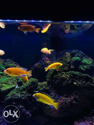 Imported cichlids fish