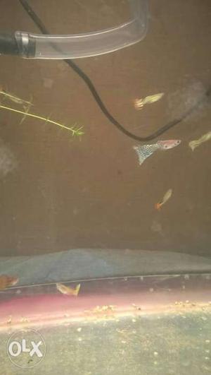 Imported guppies male pair 50rs