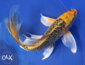Japanese koi fish with original breed for 70rs
