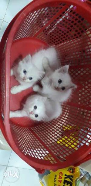 Kittens available at cheaper price