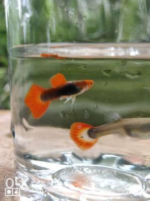 Koi texido imported guppy 2ndbatch premium quality