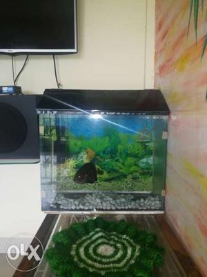Large Fish tank with filter machine and grown-up