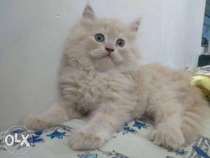 Long-fur Beige Persian Cat