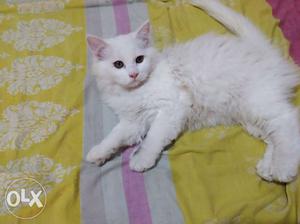 Long-fur White Cat