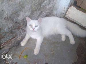 Long-fur White Cat female Blue Eyes 18 month.