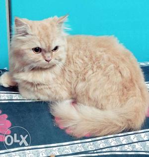 Long-fur Yellow Persian Punch face Cat