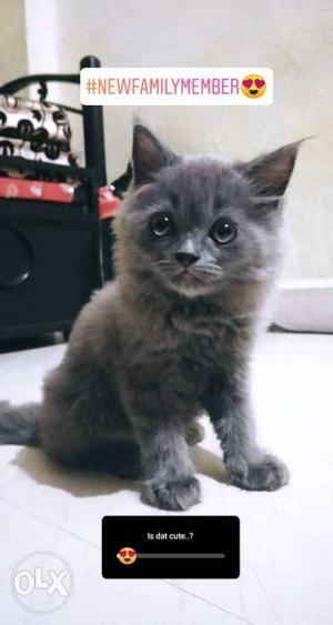 Long-haired Gray Kitten