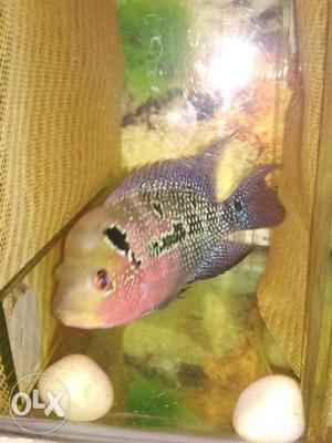 Magma Flowerhorn 5 inch