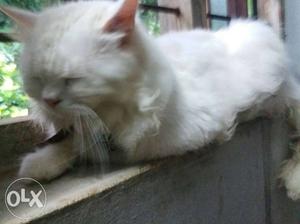Male persian cat urgent sale