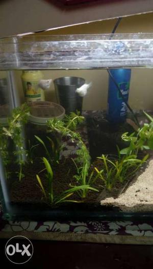 Molly fish only not tank per fish 30rs