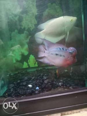 Monster size giant gaurami with red eye sale