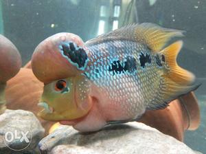 My magma flowarhorn fish very ectiv coular full