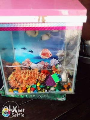 New fish aquarium with oxygen tank and all acceceries and