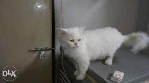 Note:(Only for mating) White Cat In Lucknow
