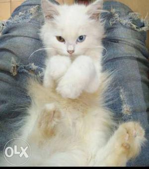 Odd eye, 2.5 months old male white kitten,