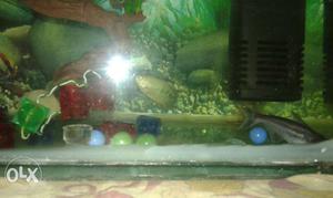 One Fish tank 2nos Fish and motor and tabal