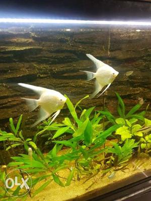 One pair of active platinum angelfish. Price