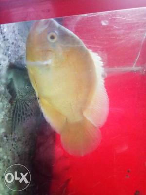 One pice of yellow Oscar fish rs