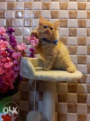 Orange Persian Cat