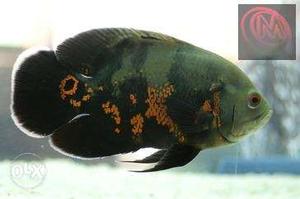 Oscar fish pair black 5 inch size