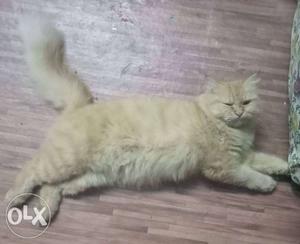 Parsian cat gold female 18 manth old