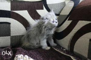 Persian Cat female 2months old