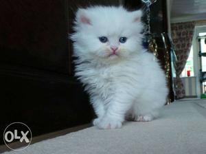 Persian blue eyed white kitten