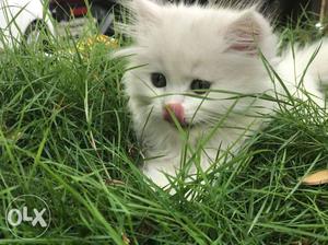 Persian cat 3 month old healthy baby for sale