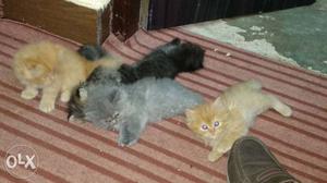 Persian cat and Kittens fix Price no Berganin