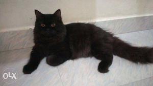 Persian cat female and male 6 months old