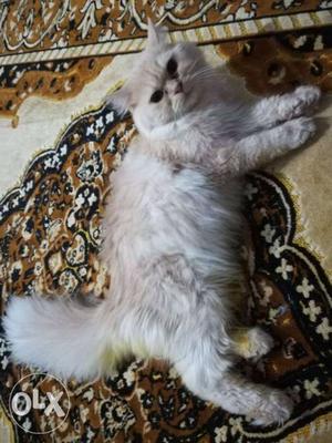 Persian cat female friendly and trained